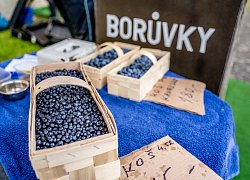 BOROVANSKÉ BORŮVKOBRANÍ SE PŘESOUVÁ NA 10. A 11. 7. 2021